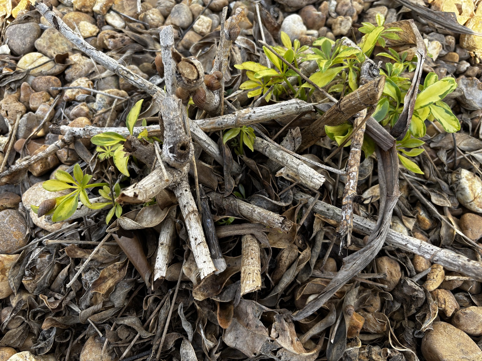 Your Yard Isn't Dead — Here's What to Do Now