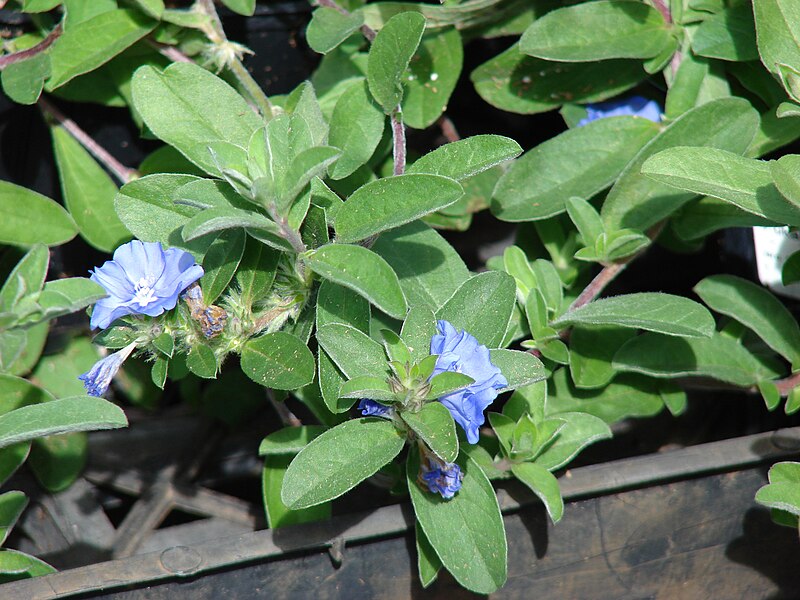 Blue daze — small bright blue flowers with green leaves
