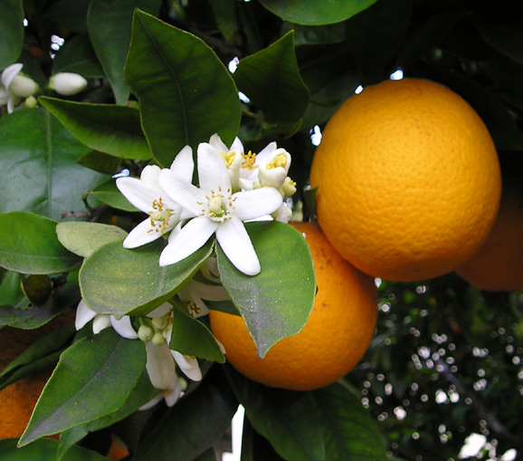 Orange tree with fruit and blossoms — check the trunk for splitting bark after a freeze