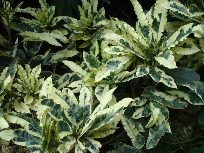 Croton — colorful variegated leaves in red, yellow, and green