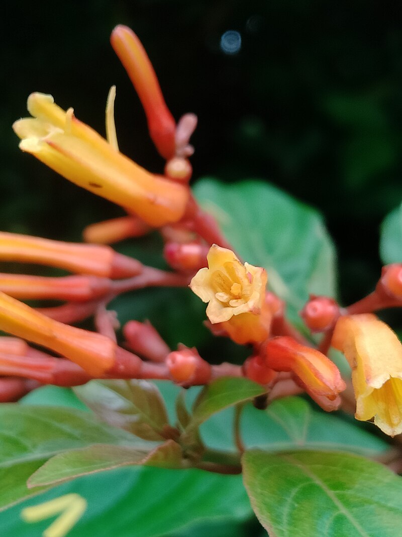 Firebush — tubular orange-red flowers with green foliage