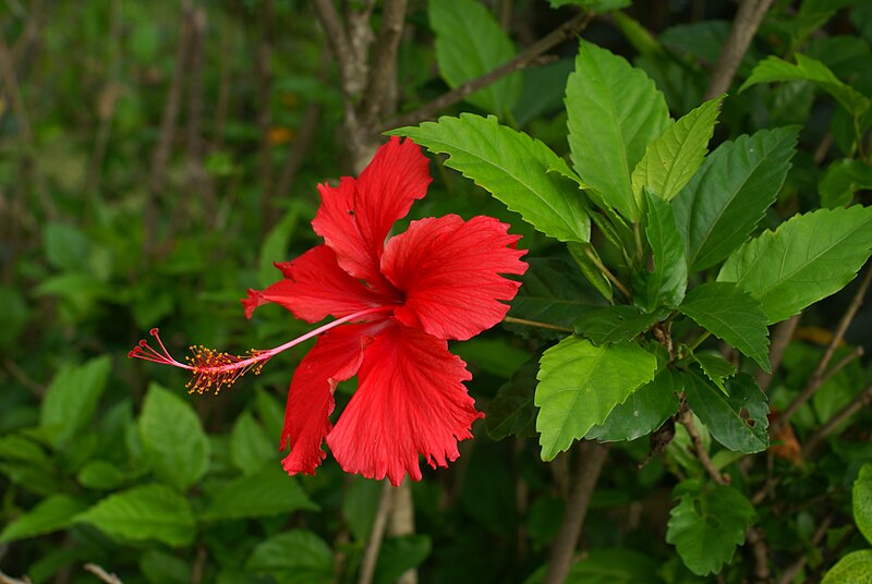 Hibiscus — tropical hibiscus with red blooms