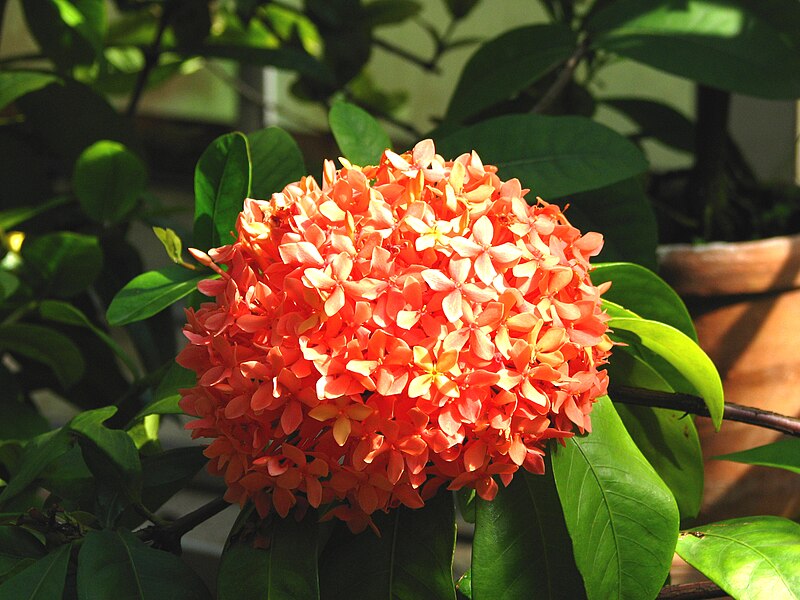 Ixora — clusters of small red-orange flowers