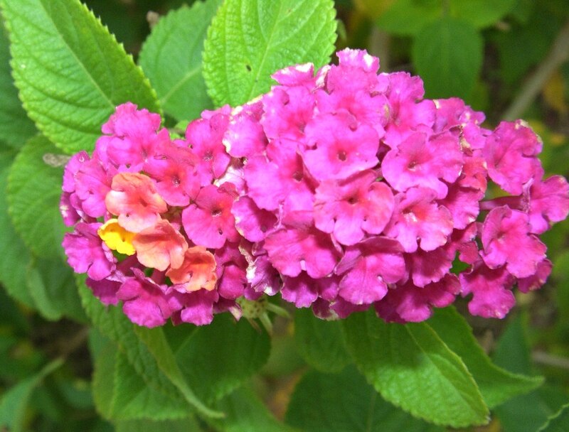 Lantana — multi-colored flower clusters in pink, yellow, and orange