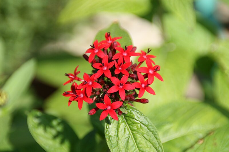 Pentas — clusters of small star-shaped red flowers