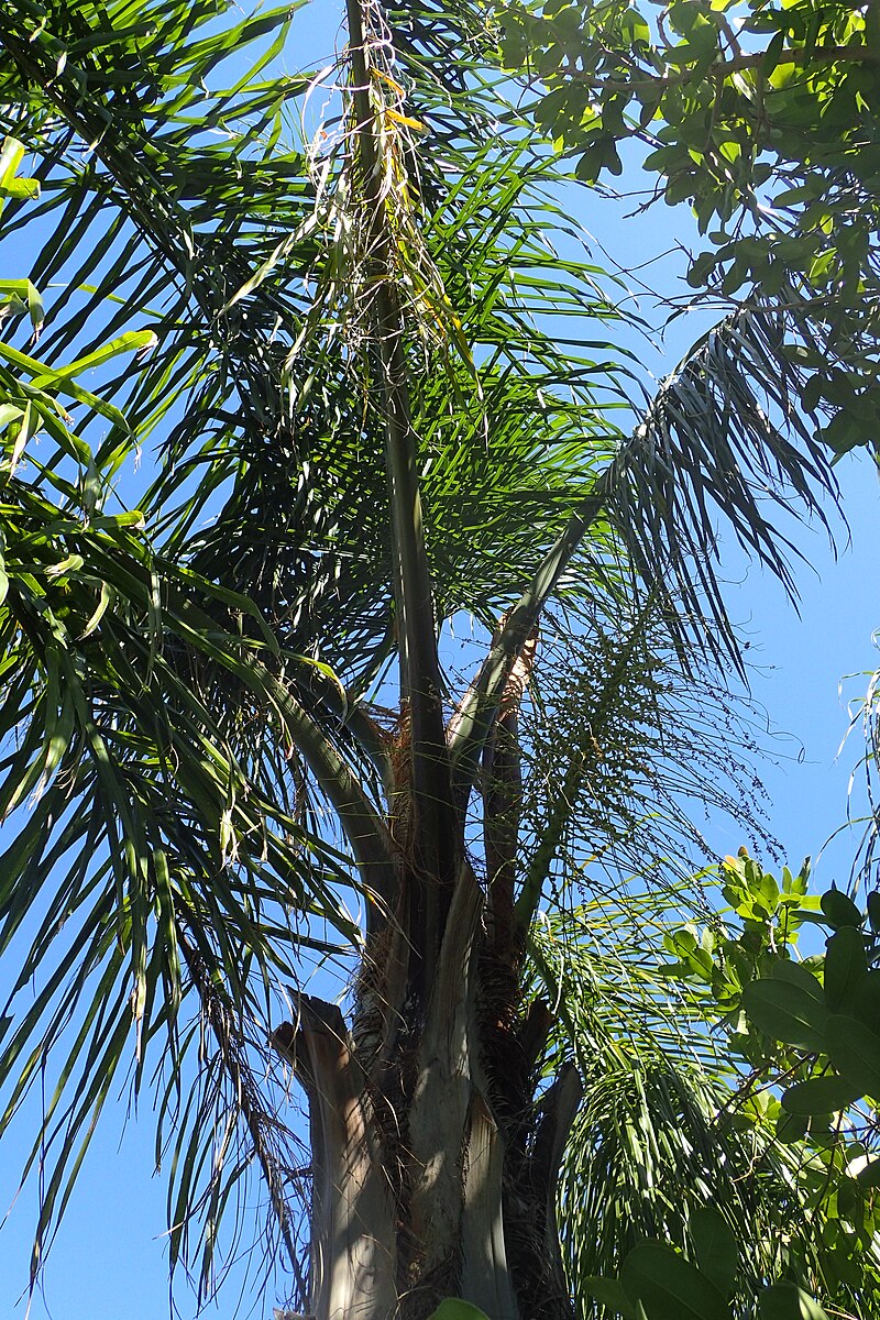 Queen palm — tall with graceful drooping fronds, one of the most common palms in Central Florida yards