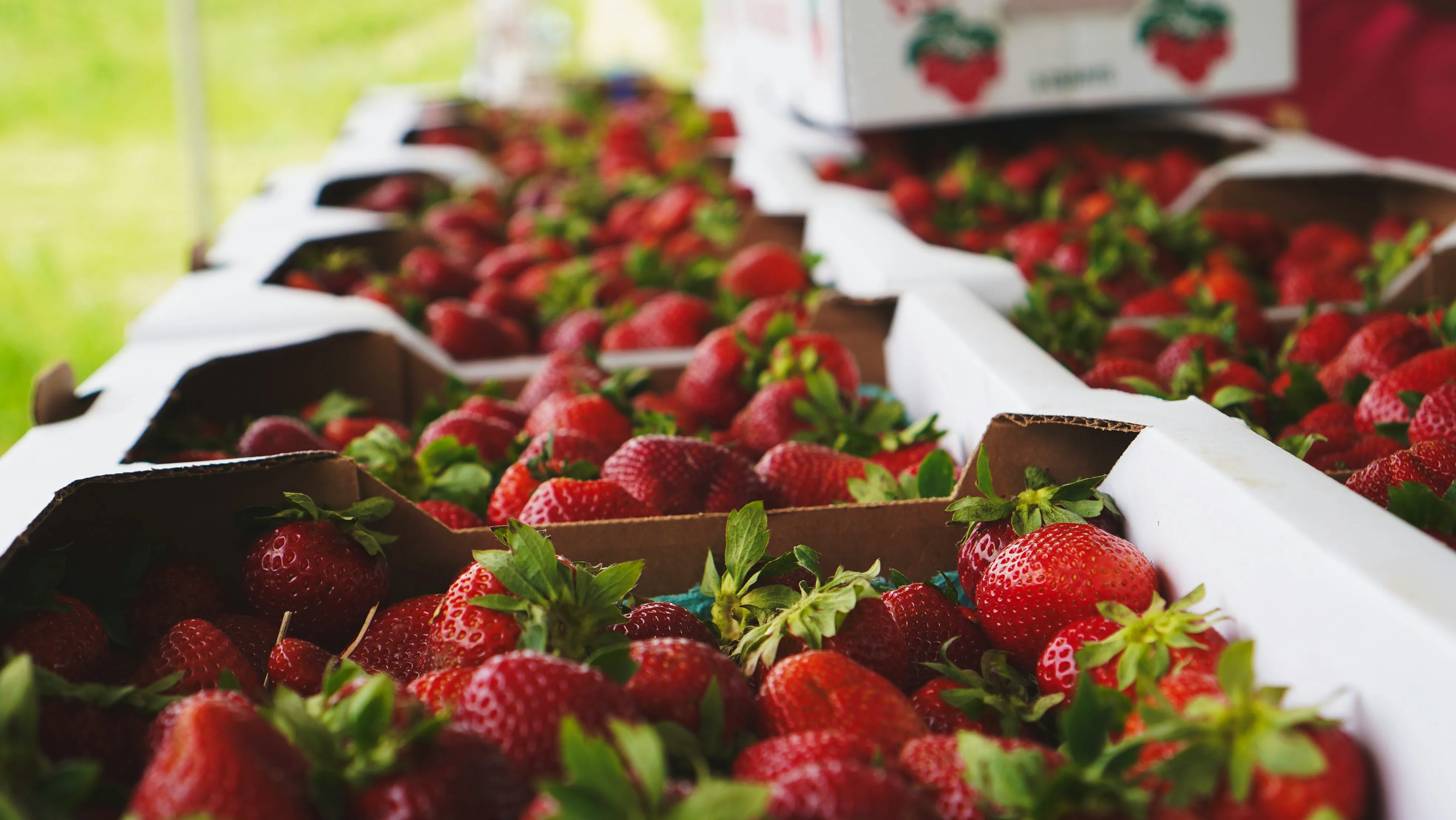 Fresh Florida strawberries at the festival