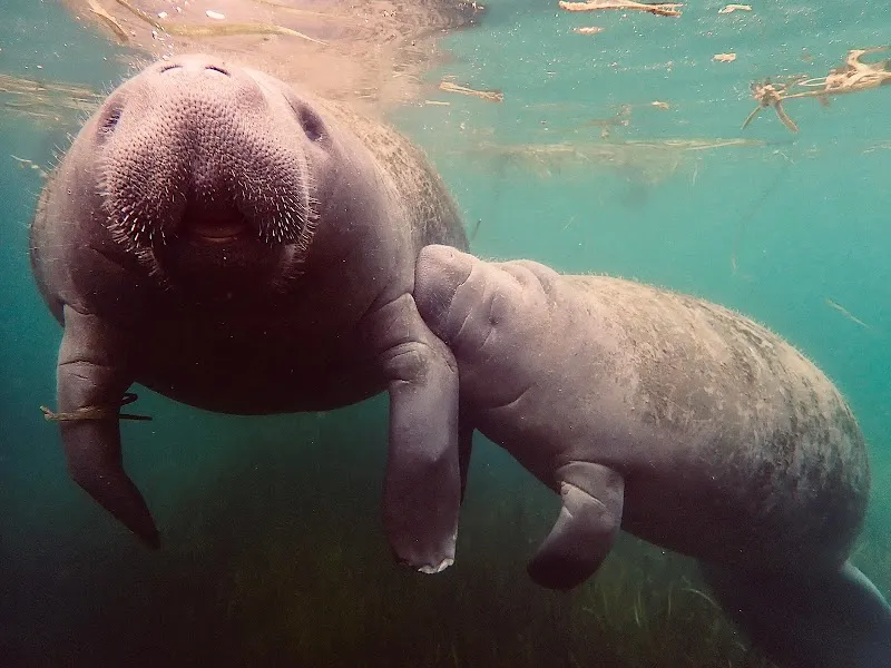 American Pro Diving Center-Swim With Manatees