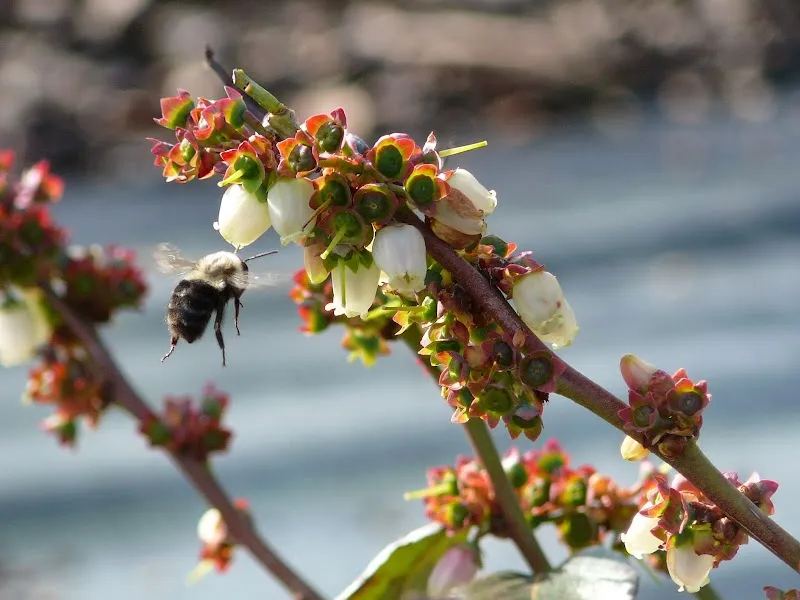 Blueberry Hill Farm Enterprises
