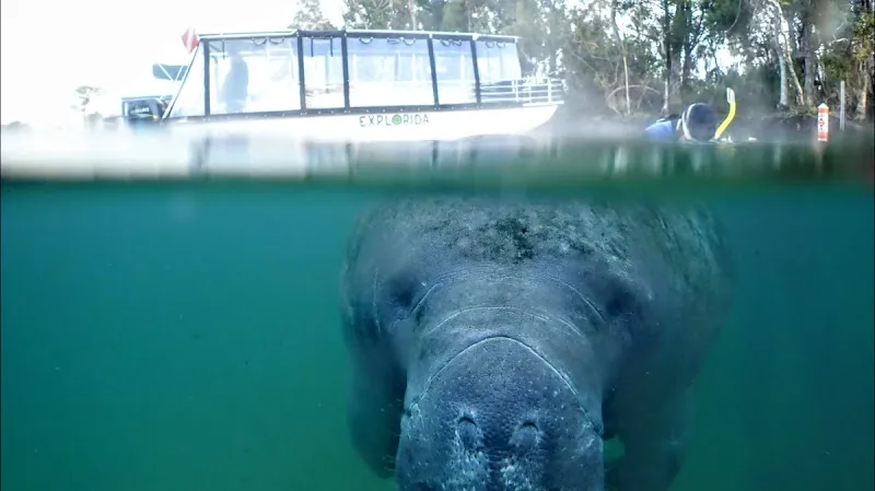 Explorida - Manatee Swim Tours